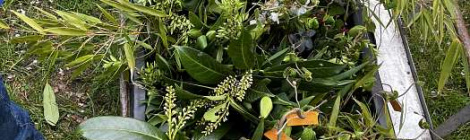 Erfolgreiche Teilnahme an der Aktion „Tulpen für Brot“