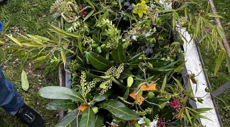 Erfolgreiche Teilnahme an der Aktion „Tulpen für Brot“